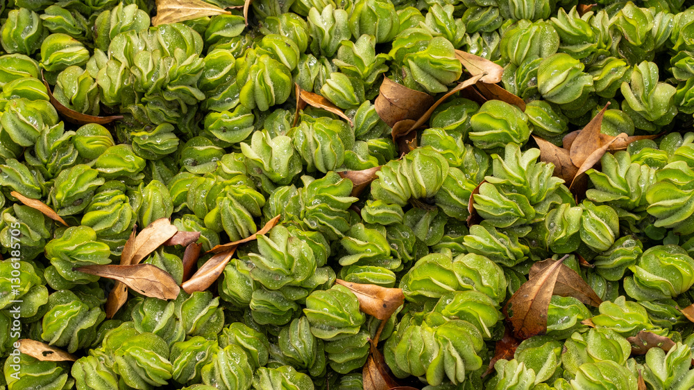 Obraz premium Dense cluster of green water lettuce (Pistia stratiotes) with dewdrops and scattered brown leaves. The vibrant floating plants form a natural texture in this aquatic ecosystem.