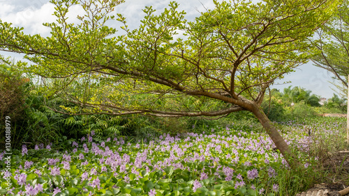 Wallpaper Mural A scenic view of a leaning tree with lush green leaves arching over a pond filled with blooming purple water hyacinths, surrounded by dense vegetation in a tropical wetland. Torontodigital.ca