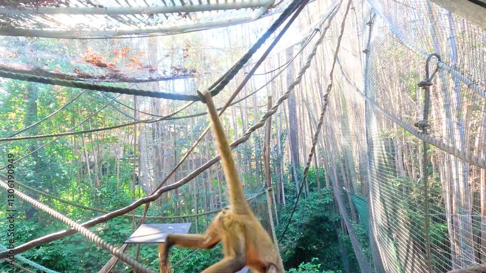 Spider Monkey Swinging in Zoo Enclosure