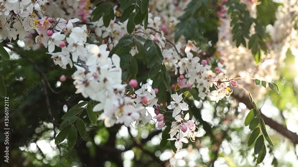 Pink shower or wishing tree cheerful blooming in the wind in natural park. Cassia bakeriana. 