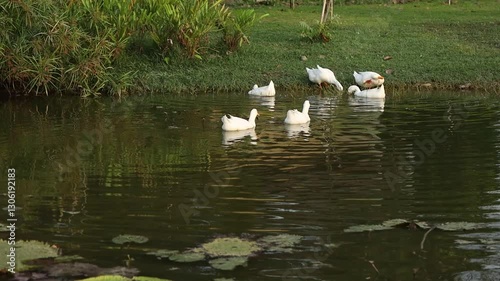 Ducks gathering by the water pond in park