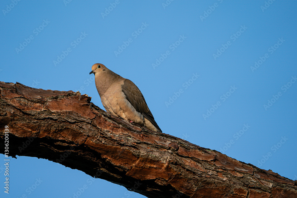 Fototapeta premium Mourning Dove on the branch of a tree.