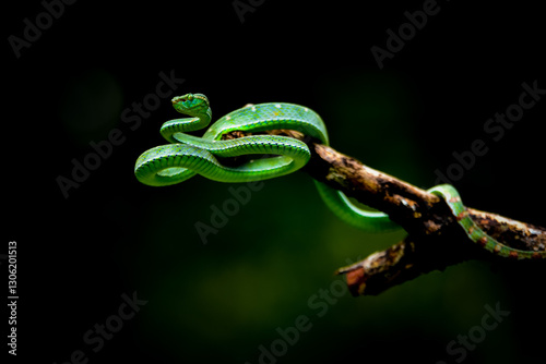 green snake on the three