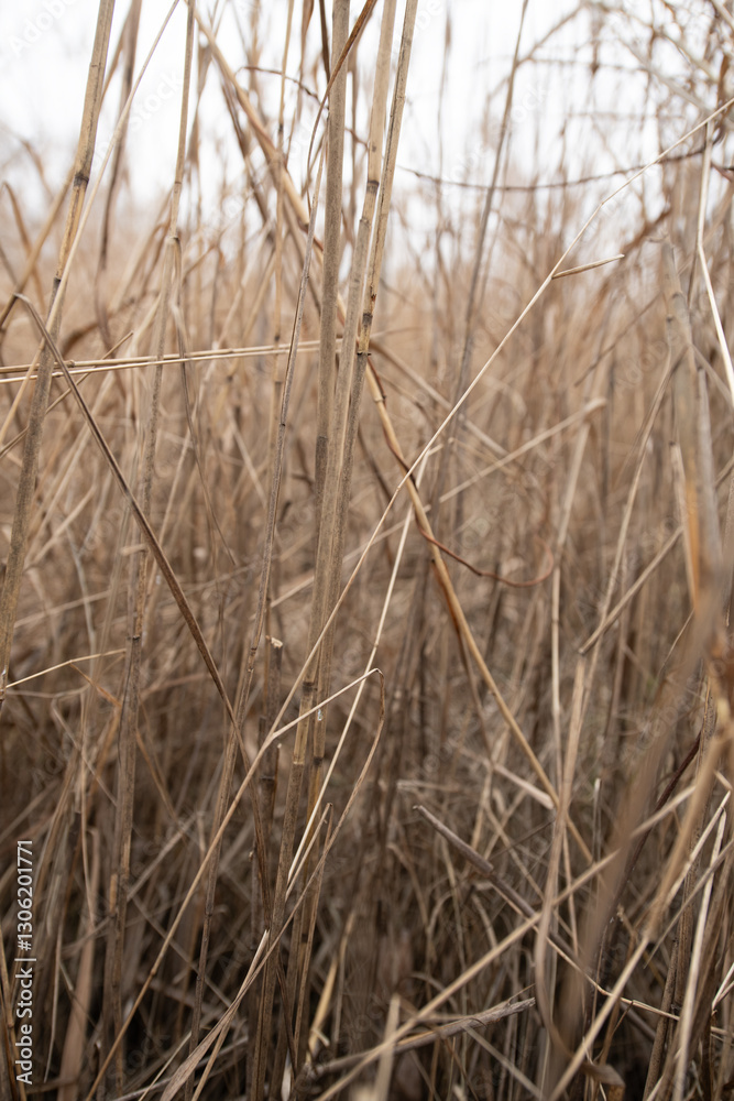 Tall, dry grasses sway gently in a natural setting, their muted colors blending into the overcast sky above, creating a tranquil and serene atmosphere Tall, dry grasses sway gently in a natural setting, their muted colors blending into the overcast sky above, creating a tranquil and serene atmosphere