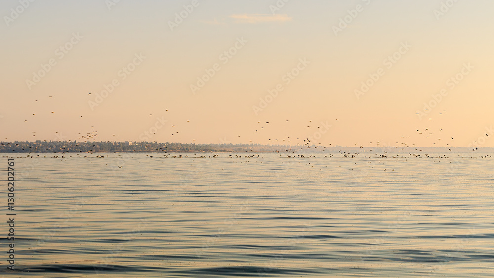 Obraz premium Flock of birds catching fish in the sea