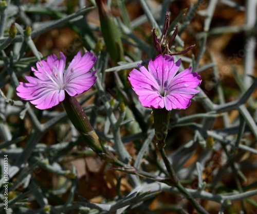 Wilde Nelke / Klebrige Nelke (Dianthus cf. diffusus) auf der Kykladen-Insel Kimolos, Griechenland // Wild carnation (Dianthus cf. diffusus) on the island of Kimolos, Greece