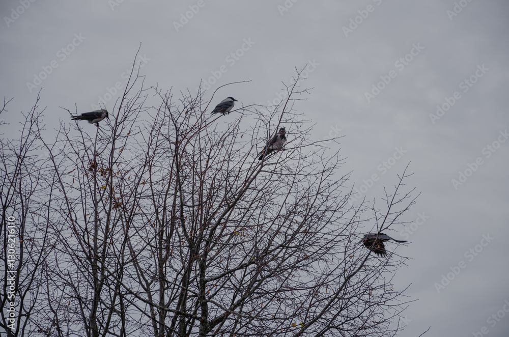bare branches without leaves with crows against the gray sky bare branches without leaves with crows against the gray sky