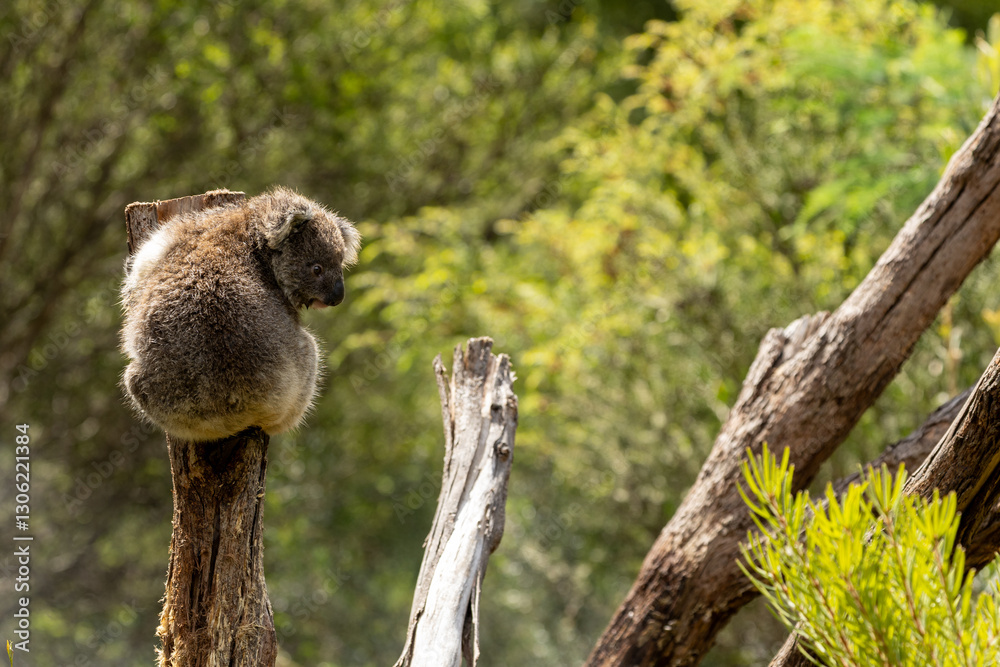Φωτογραφία A Baby Koala (phascolarctos cinereus) - known as a Joey.