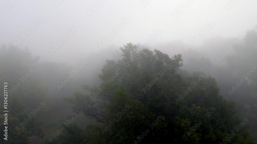 Fanal national park forest during a foggy morning in madeira island
