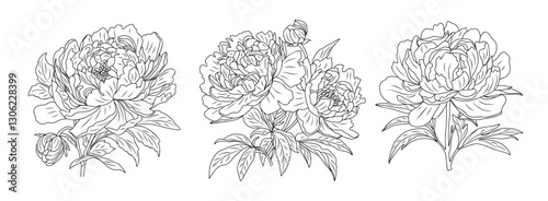 Wallpaper Mural Set of Peonies line art drawings. November birth month flower. Hand drawn monochrome black ink outline vector illustration isolated on white background. Minimalist design for tattoo, logo, jewelry. Torontodigital.ca