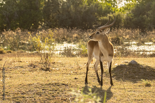 Common Impala horned male portrait in Kruger National park, South Africa ; Specie Aepyceros melampus family of Bovidae