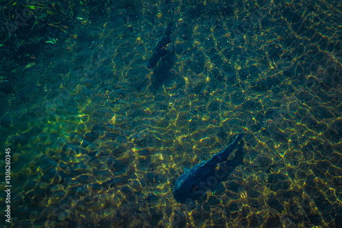 澄んだ清流で泳ぐ魚