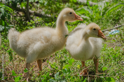goslings walk on the grass and eat grass