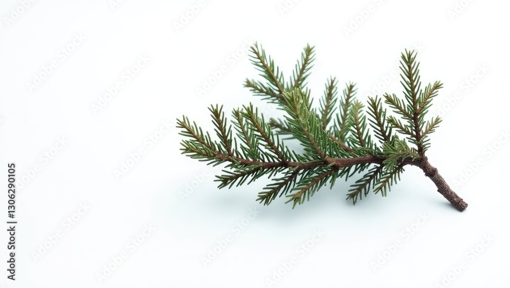 Fototapeta premium isolated pine tree branch on a plain white background devoid of shadows