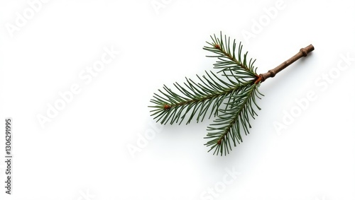 isolated pine tree branch against a plain white background without any shadows