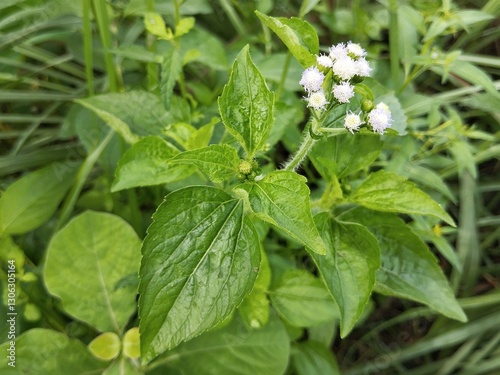 Billygoat-weed or chickweed (Ageratum conyzoides) in outdoor garden 
