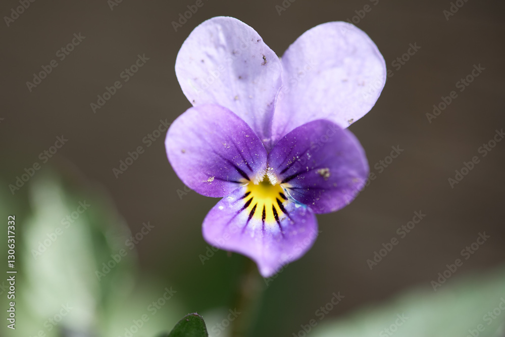 Obraz premium Purple flower with delicate petals and vibrant yellow center grows in lush green surroundings during sunny day