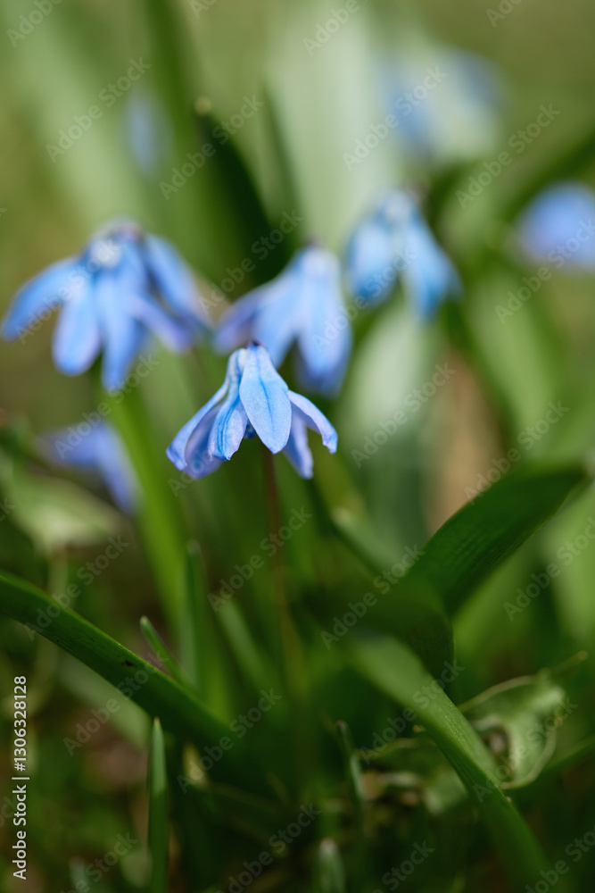 Fototapeta premium Delicate blue flowers bloom in a lush green setting during springtime in a beautiful garden