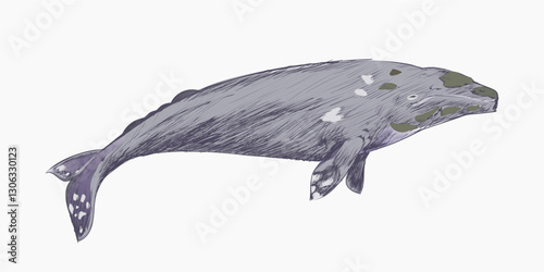 Gray whale animal illustration vector