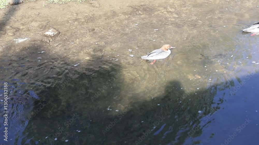 Mergus Merganser Femelle nageant dans une rivière d'une commune de l'Ain