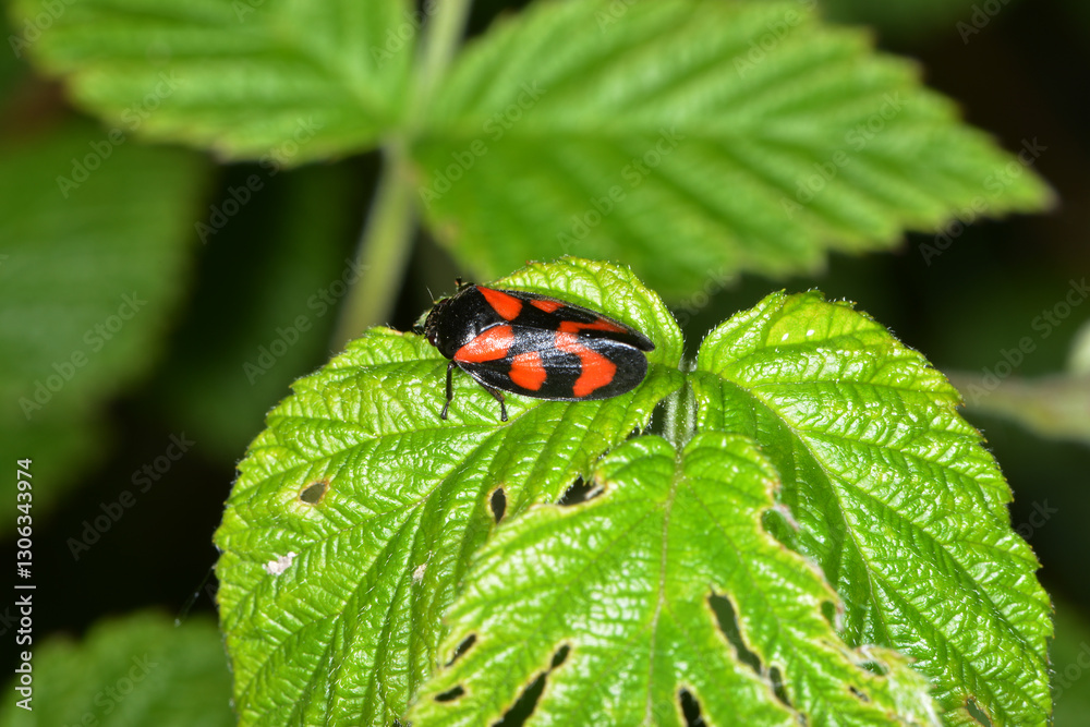 Fototapeta premium Gemeine Blutzikade, Cercopis vulnerata
