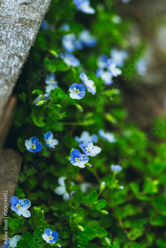 Wallpaper Mural Blooming Veronica Officinalis flower. Shallow depth of field. Torontodigital.ca