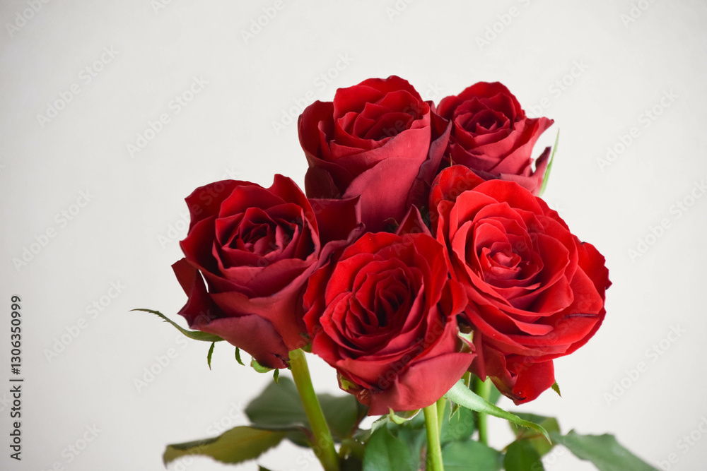 赤い薔薇 赤い薔薇