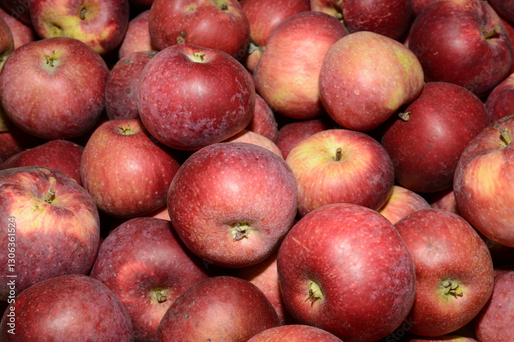 Apfel, Malus domestica, Macoun Apfel, Malus domestica, Macoun