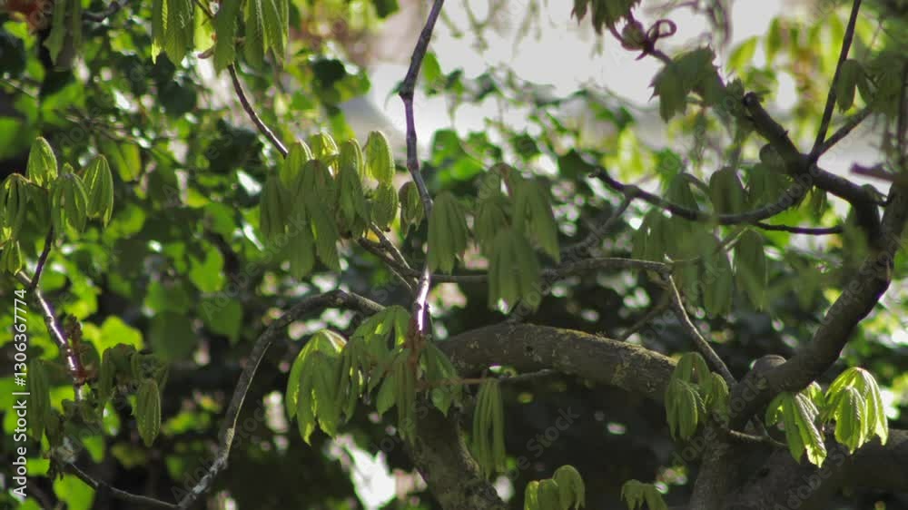 Grey Squirrel Grooming And Scratching Itself Perched On Tree Branch Then Runs Away Sunny Daytime Borehamwood Hertfordshire UK Grey Squirrel Grooming And Scratching Itself Perched On Tree Branch Then Runs Away Sunny Daytime Borehamwood Hertfordshire UK