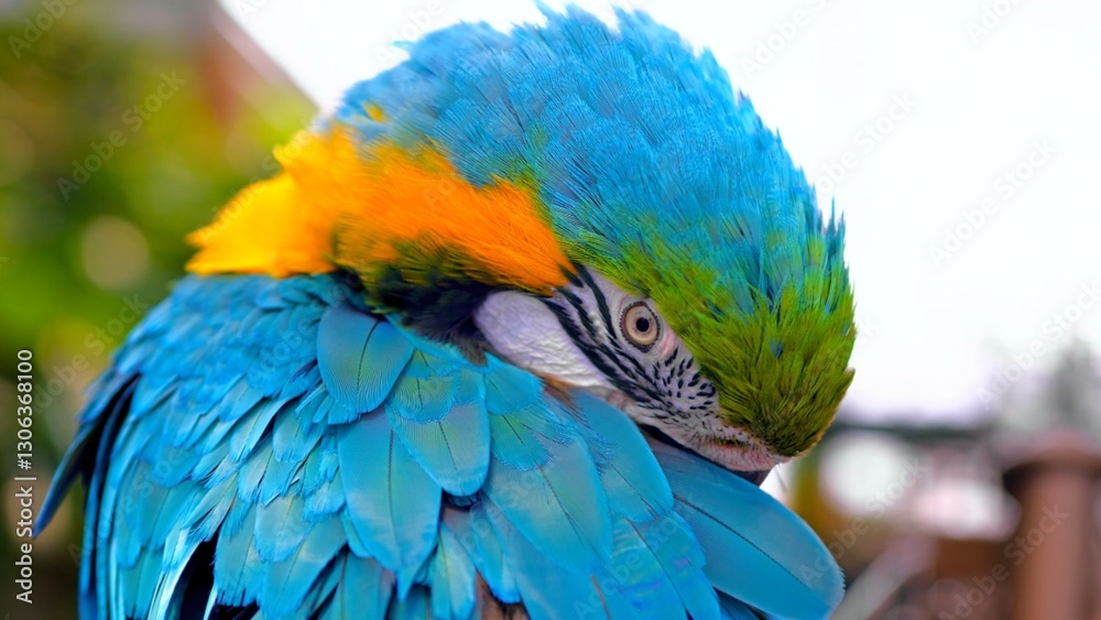 Obraz premium Beautiful Parrot hiding face