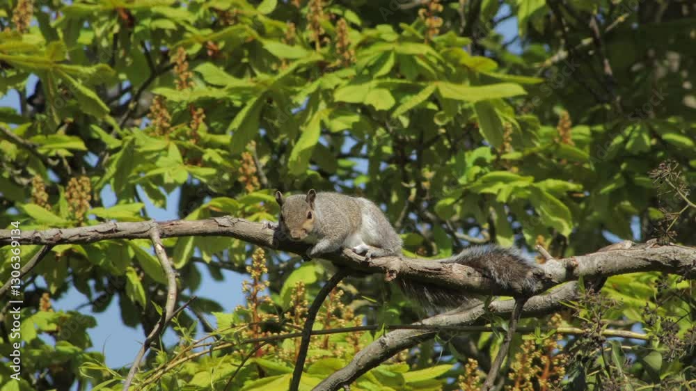 Gray Squirrel Laying Across A Tree Branch Looking Around Daytime Sunny Windy Borehamwood Hertfordshire UK Gray Squirrel Laying Across A Tree Branch Looking Around Daytime Sunny Windy Borehamwood Hertfordshire UK