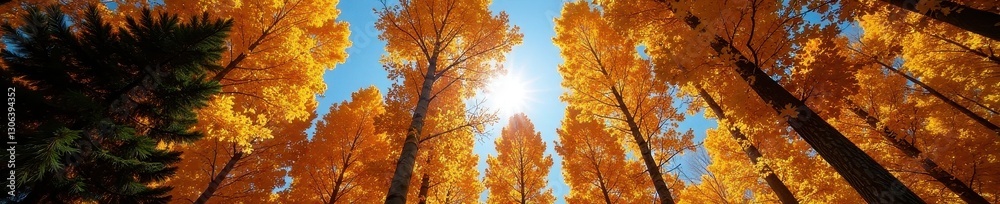 Sun-drenched aspen canopy, fiery hues contrast with deep blue sky and evergreens , scenic, wildlife, sun Sun-drenched aspen canopy, fiery hues contrast with deep blue sky and evergreens , scenic, wildlife, sun