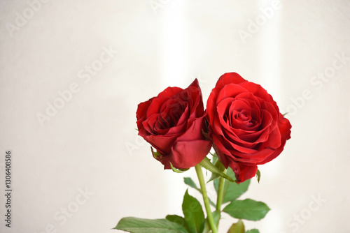 赤い薔薇
