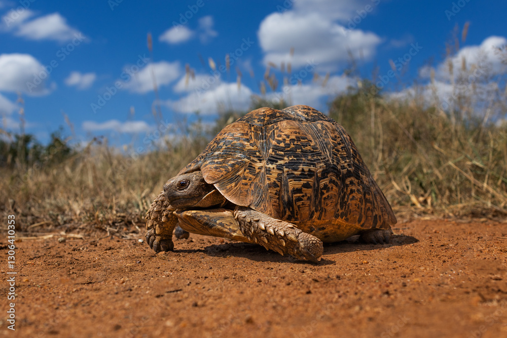 Obraz premium Leopard tortoise