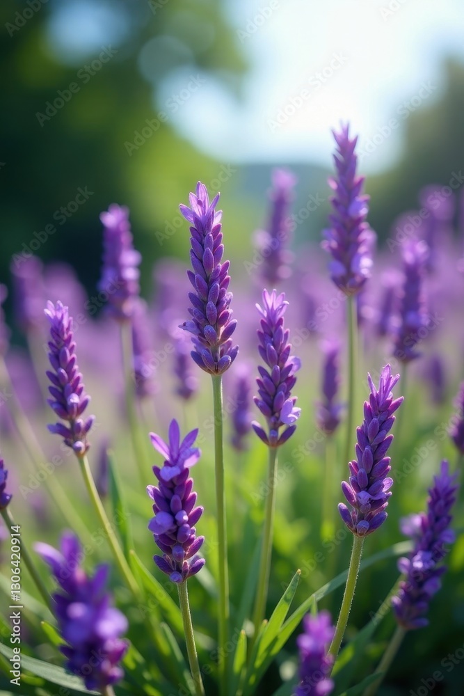 Fototapeta premium Vibrant lavender plants sway gently in a breeze , violet, picture