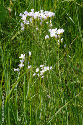 Wiesen-Schaumkraut,  Cardamine pratensis