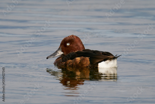 Wallpaper Mural Ferruginous duck (Aythya nyroca) Torontodigital.ca