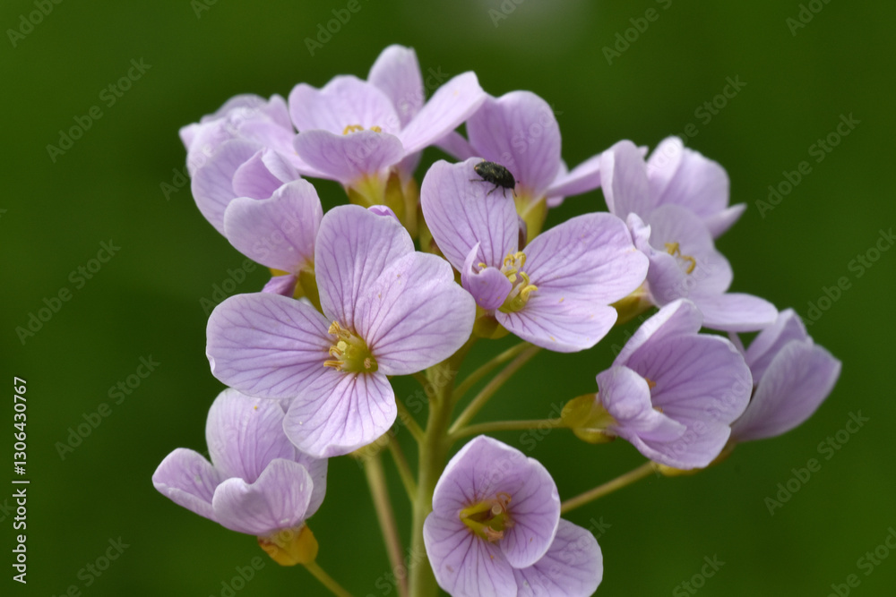 Obraz premium Wiesen-Schaumkraut, Cardamine pratensis