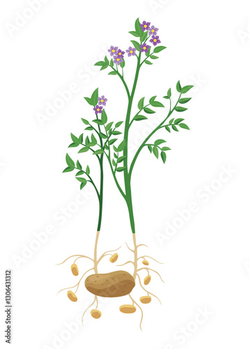 Potatoes plant growing process. Plants isolated on white background. Potato growth stage, planting process, plant life cycle infographic elements in flat design