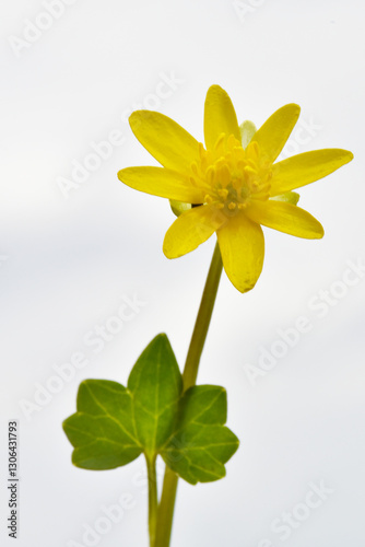 Scharbockskraut  Feigwurz,  Ficaria  verna photo