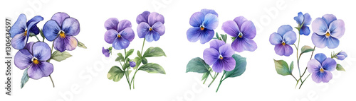 Watercolor set of viola flowers png. Watercolor purple viola flowers. Spring and summer flowers concept. Flowers for home, garden, and flowerbed. Watercolor botany.