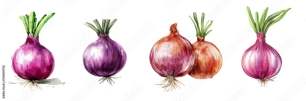 Watercolor set of red onions png. Red onion with green sprouts watercolor. Onion for cooking salads and other food. Fresh vegetables concept. Vector illustration.