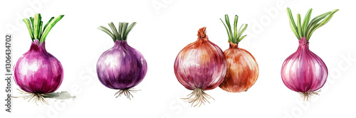 Watercolor set of red onions png. Red onion with green sprouts watercolor. Onion for cooking salads and other food. Fresh vegetables concept. Vector illustration.