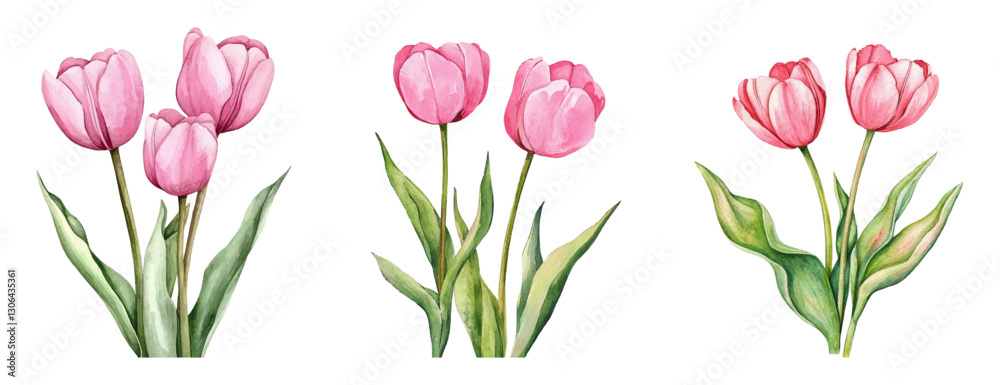 Watercolor set of tulips png. Pink tulip flowers collected in bouquets with green leaves. Spring flowers concept. May flowers watercolor. Vector illustration.