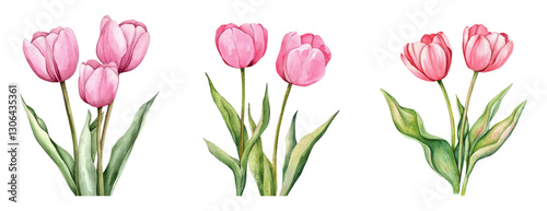 Watercolor set of tulips png. Pink tulip flowers collected in bouquets with green leaves. Spring flowers concept. May flowers watercolor. Vector illustration.