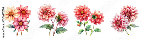 Watercolor dahlia flowers set png. Pink dahlia flowers in vintage watercolor style. Botanical autumn flowers. Elements for wedding invitations, etc. Elegant flowers. Vector illustration.