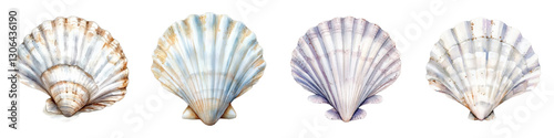 Watercolor set of white sea shells. White seashells for pearl cultivation. Watercolor sea and ocean mollusks. Concept of marine inhabitants and elements. Vector illustration.