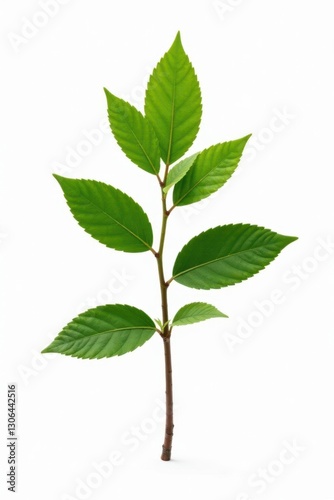 Single branch isolated on white background with subtle leaf veins and texture, minimalist, simple, crisp