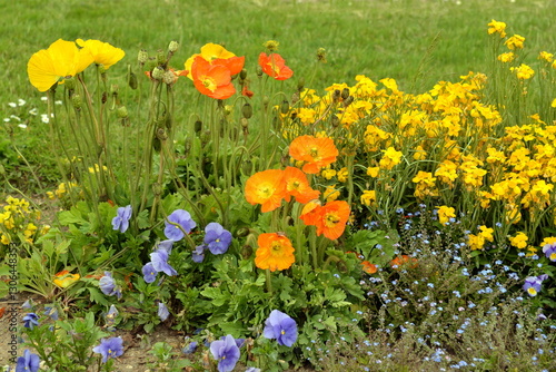 Flowerbed with color flowers in garden. Springtime plants.