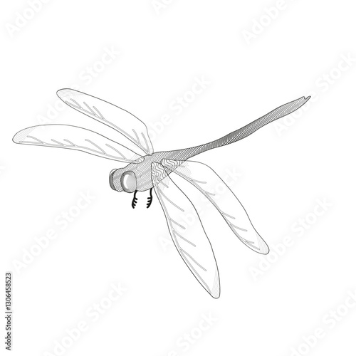 dragonfly on white background black and white vector illustration